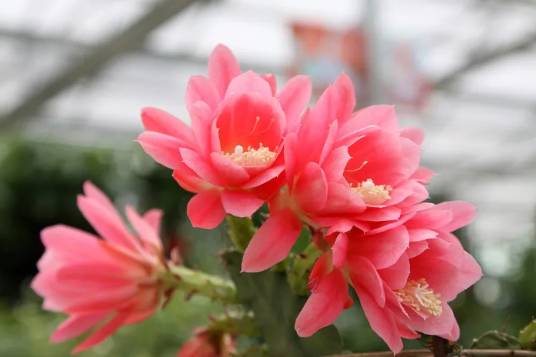 令箭荷花(仙人掌科令箭荷花属植物)