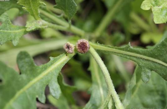 球菊(菊科球菊属植物)