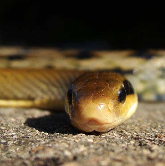 游蛇(游蛇科游蛇属动物)