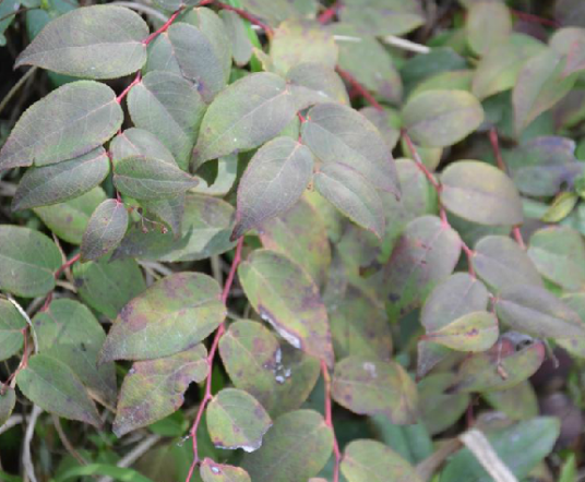 透骨香(杜鹃花目杜鹃花科植物)