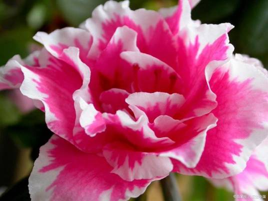 花中西施（杜鹃花科杜鹃花属植物）