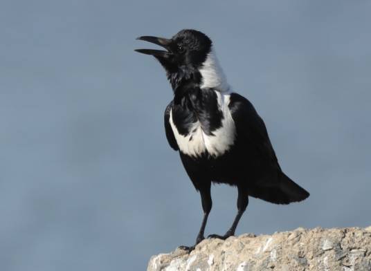 白颈鸦