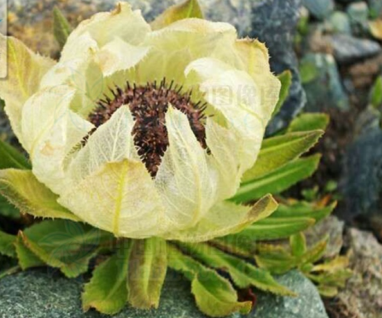 冰山雪莲（茶花品种）