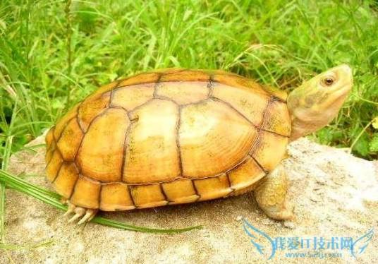 石龟（爬行动物）