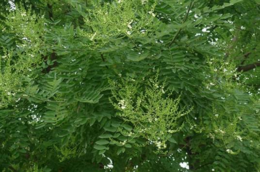 槐(豆科槐属植物)