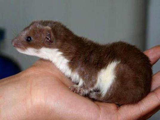 银鼠（哺乳动物鼬科的一种）