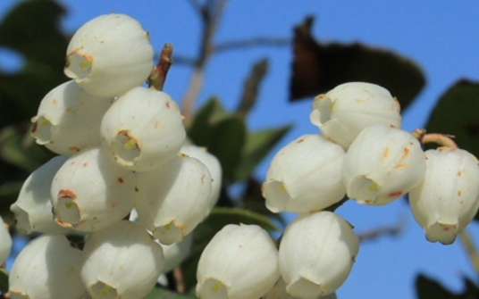 南烛（杜鹃花科越橘属植物）