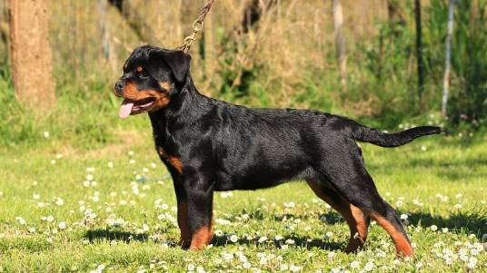 罗威纳犬(犬科犬属动物)