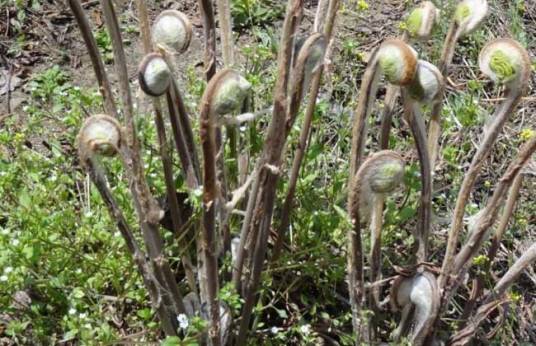 薇菜（紫萁科紫萁的别称）