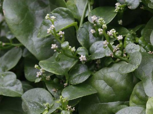 落葵(落葵科落葵属植物)