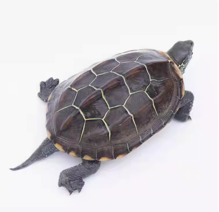 乌龟(爬行纲龟鳖目动物的统称)