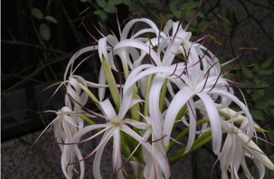 文殊兰（石蒜科文殊兰属植物）