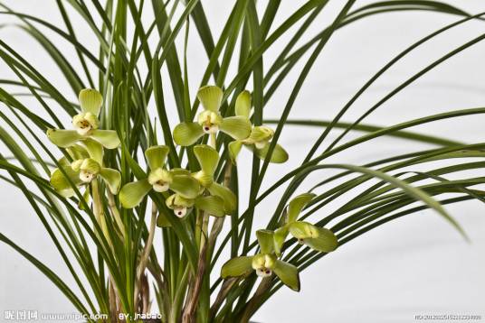 秋兰（兰科兰属植物）