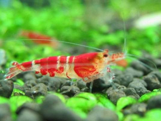 水晶虾(节肢动物)