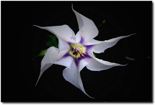 依米（文学创作中虚构的非洲花种）