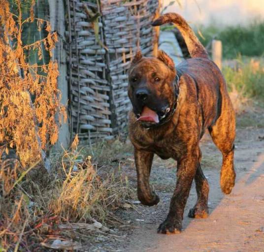 加纳利(食肉目犬科动物)
