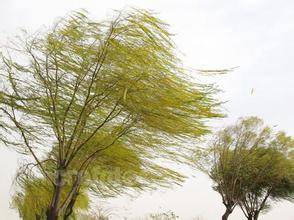 刮风（自然现象）