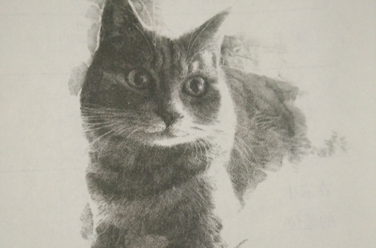 猫(郑振铎小说作品)