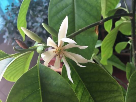 白兰（木兰科含笑属植物）