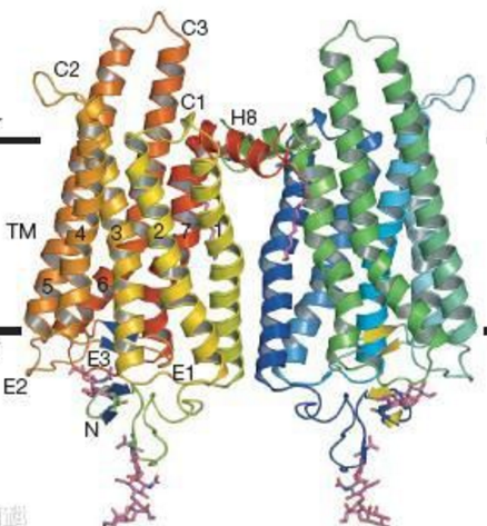 肾上腺素能受体