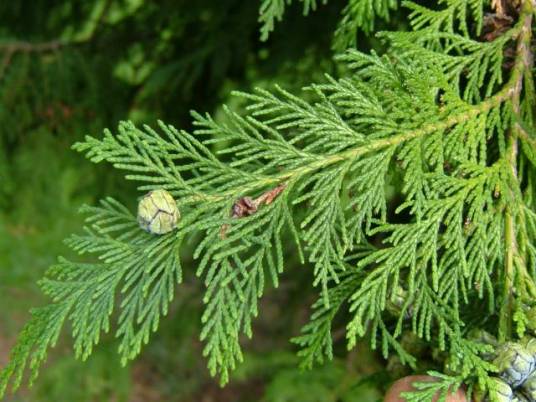 柏树叶(柏科植物)
