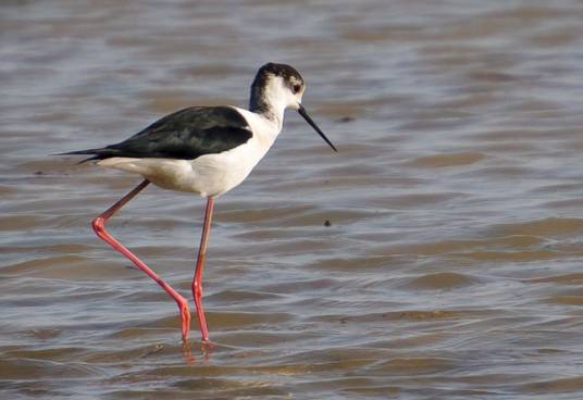 黑翅长脚鹬