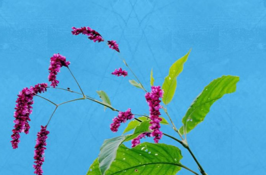 狗尾花（蓼科植物）