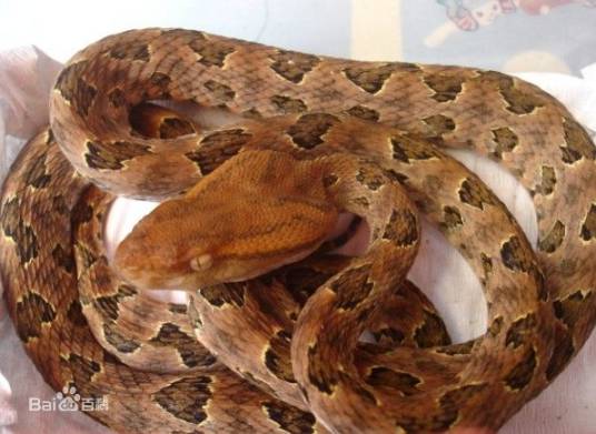 烙铁头（蝰科原矛头蝮属动物）