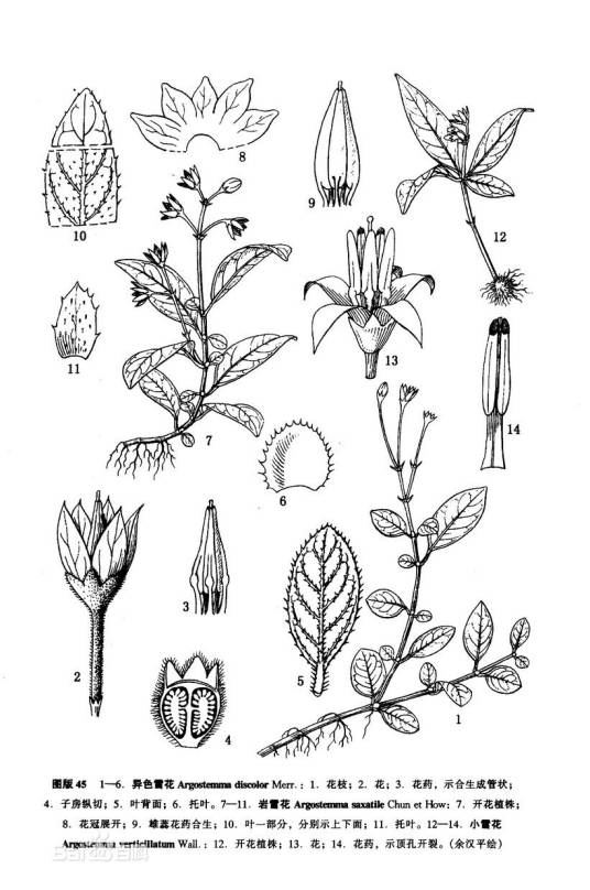 小雪花（茜草科雪花属植物）