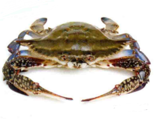 三疣梭子蟹(十足目梭子蟹科动物)