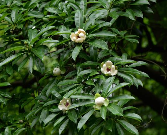 木莲（木兰科木莲属植物）