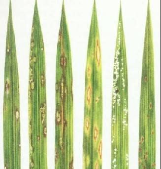水稻稻瘟病