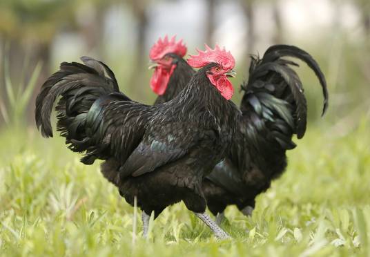 狼山鸡(雉科原鸡属动物)