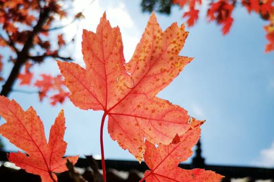 枫树叶