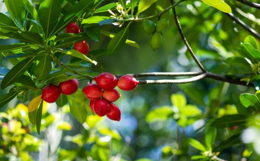 玫瑰木（桃金娘科玫瑰木属植物）