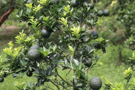 血橙（芸香科柑橘属植物）
