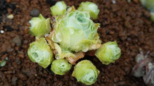 山地玫瑰（山地玫瑰属的多肉植物的总称）