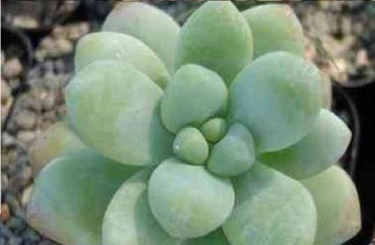 天使之泪(美人之泪)