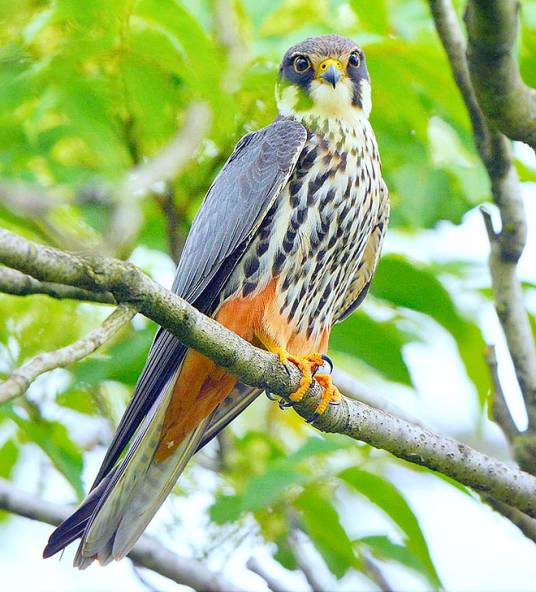 燕隼（隼科隼属动物）