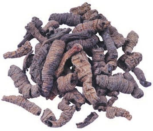 巴戟天（中药）