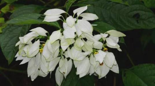 玉叶金花(茜草科玉叶金花属植物)