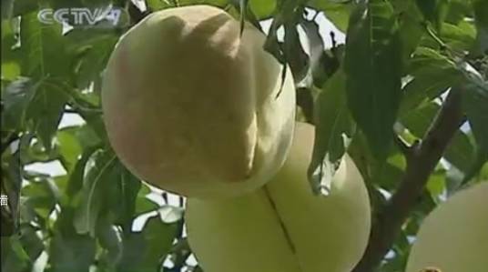 雪桃（蔷薇科植物）