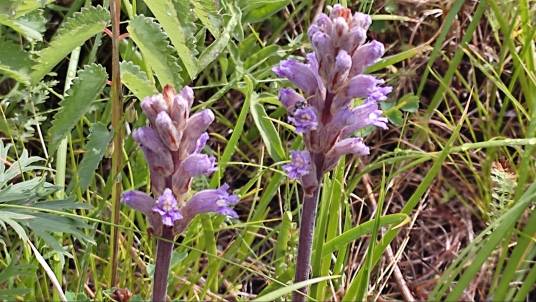 列当（列当科列当属植物）