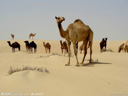 沙漠之舟(骆驼别称)