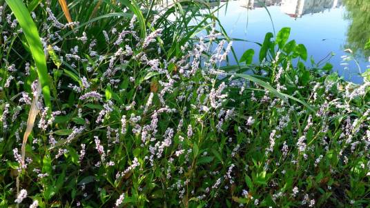 水蓼（蓼科蓼属植物）