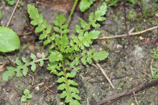 蔊菜（十字花科蔊菜属植物）