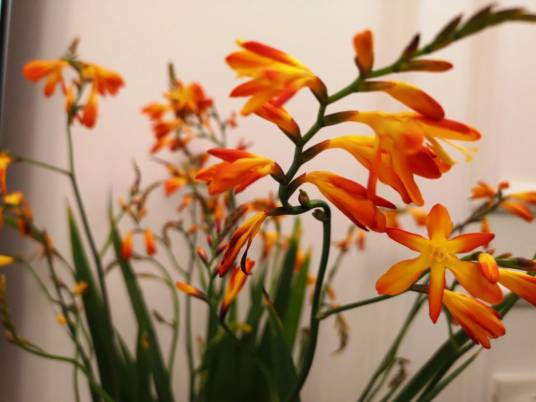 火焰兰（兰科火焰兰属植物）