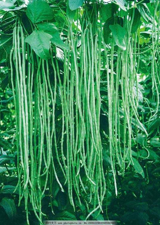 长豇豆