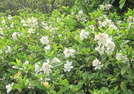 栀子(茜草科、栀子属植物)