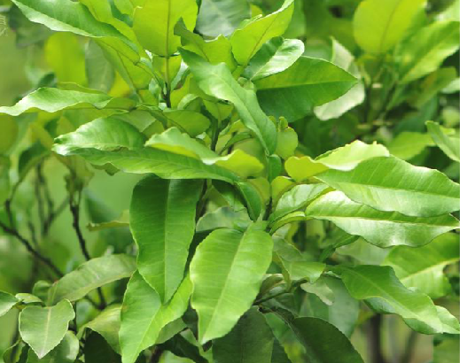 柚叶(双子叶植物纲)